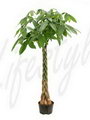 money tree
